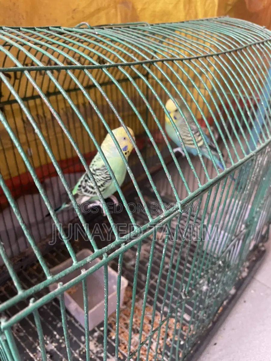 Budgerigar Running Pair