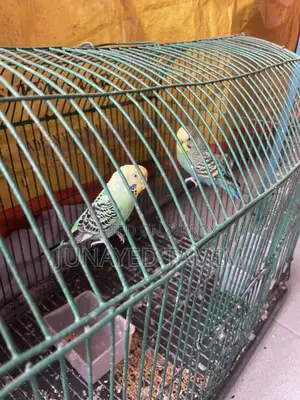 Budgerigar Running Pair