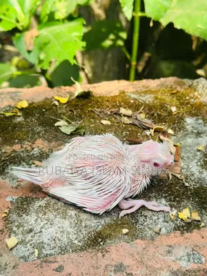 Cockatiel