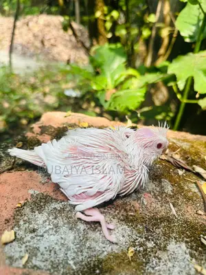 Cockatiel