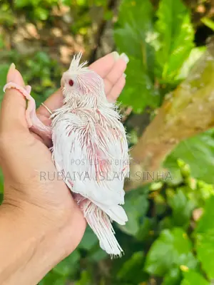 Cockatiel