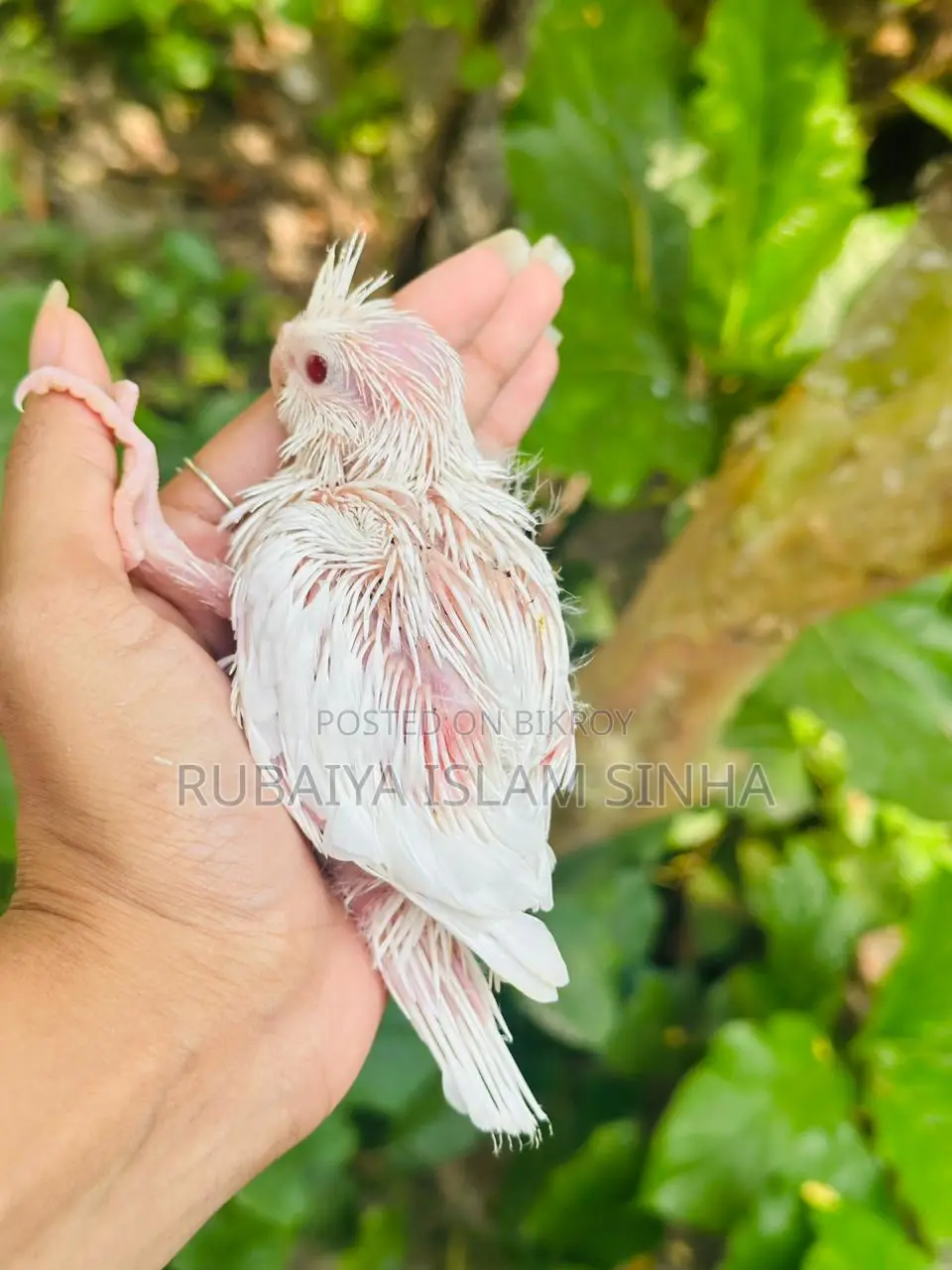 Cockatiel