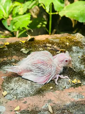 Cockatiel