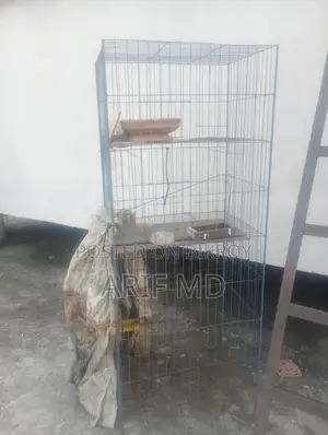 Chicken and Bird Cage