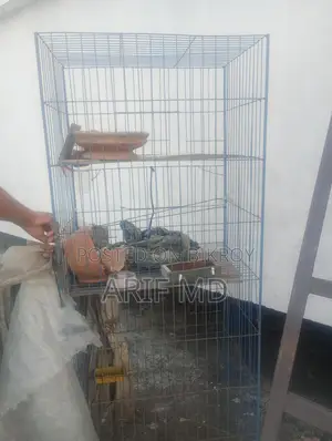 Chicken and Bird Cage