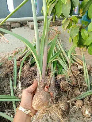 এরামিয়ারস লিলি বা থাই