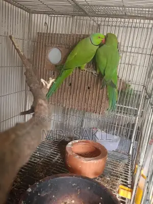 রানিং রিংনেক টিয়া পাখি বিক্রি করা হবে