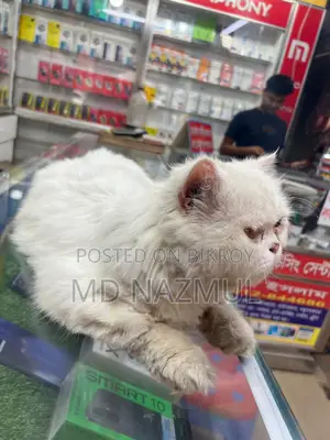 Persian Cat