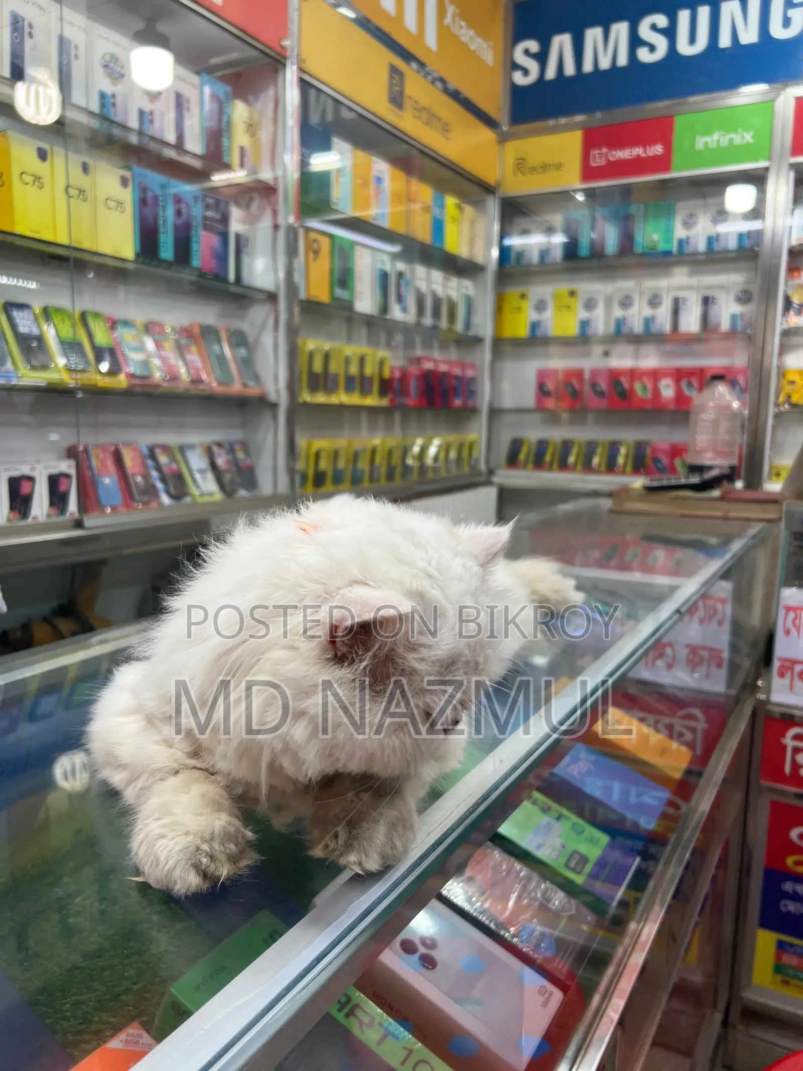 Persian Cat