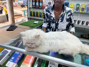 Persian Cat