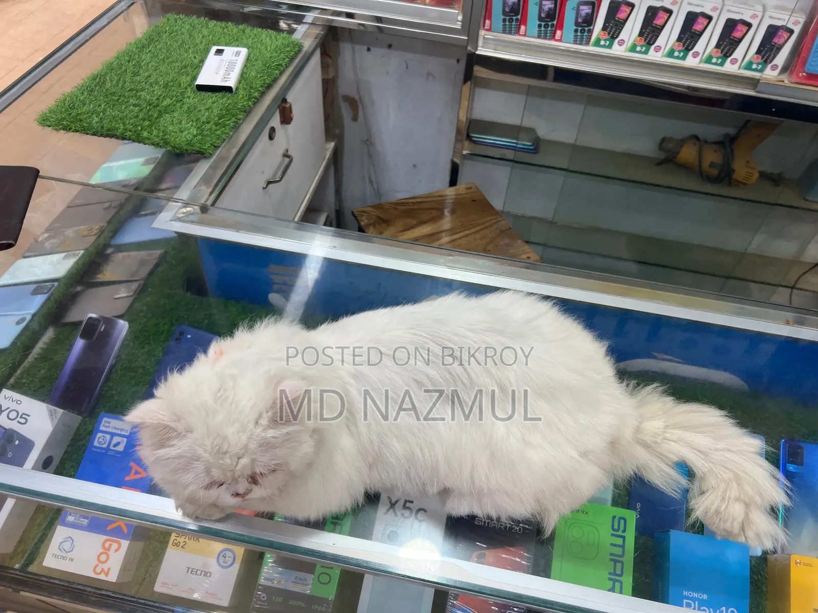 Persian Cat