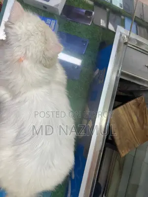 Persian Cat