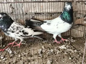 Pigeons for Sale