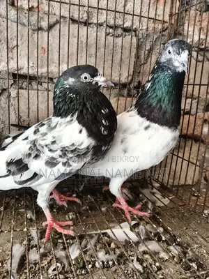 Pigeons for Sale