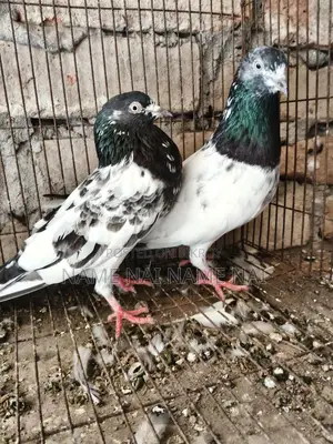 Pigeons for Sale