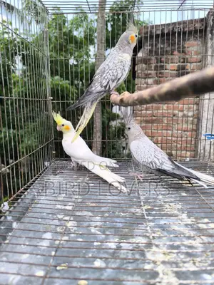 ৩ টা ককাটেল পাখি বিক্রিয় করা হবে ফিক্সড দাম