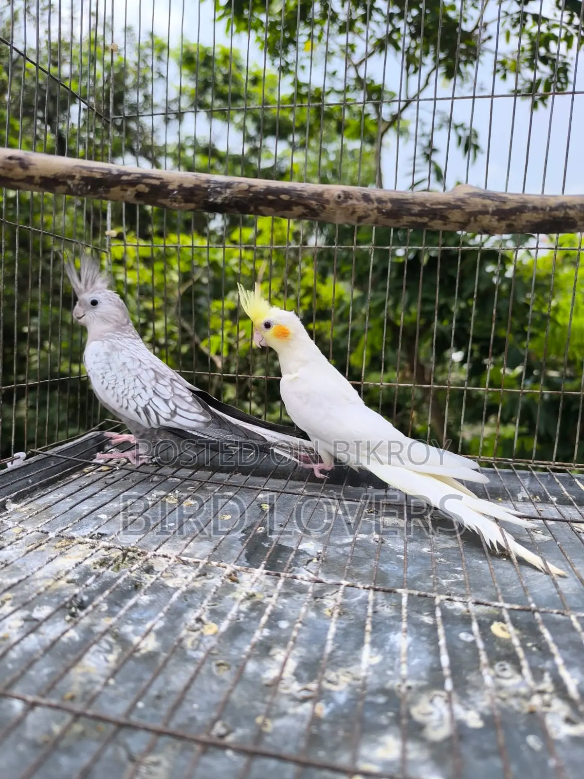 ৩ টা ককাটেল পাখি বিক্রিয় করা হবে ফিক্সড দাম