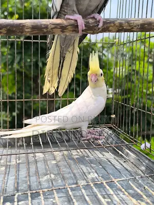 ৩ টা ককাটেল পাখি বিক্রিয় করা হবে ফিক্সড দাম