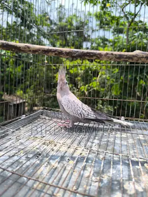 ৩ টা ককাটেল পাখি বিক্রিয় করা হবে ফিক্সড দাম