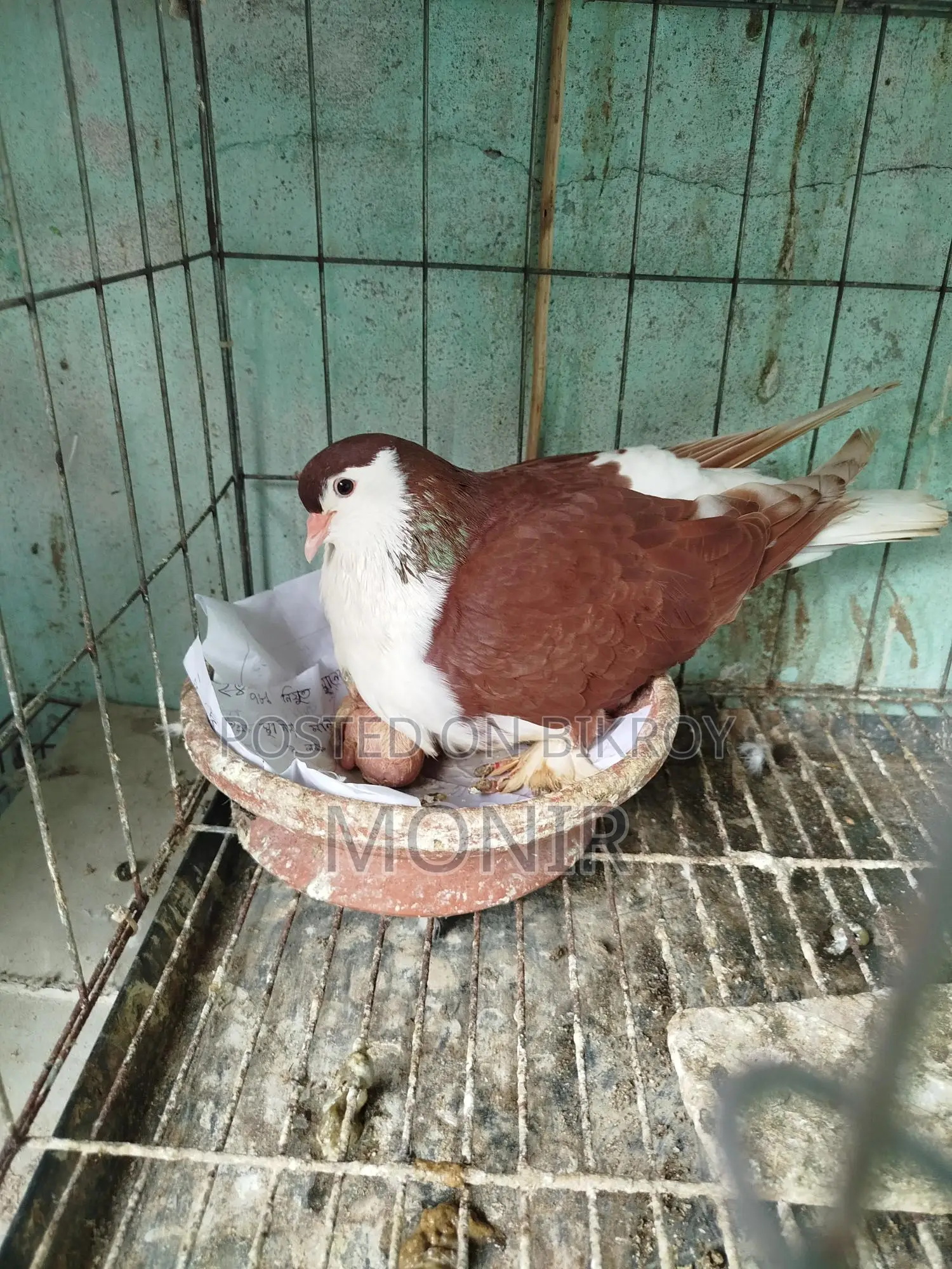 Shirazi (Lahori Pigeon)