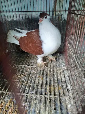 Shirazi (Lahori Pigeon)