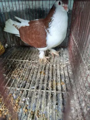 Shirazi (Lahori Pigeon)