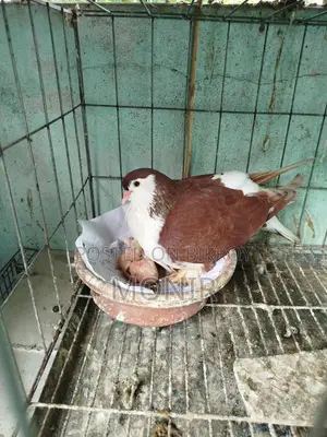 Shirazi (Lahori Pigeon)