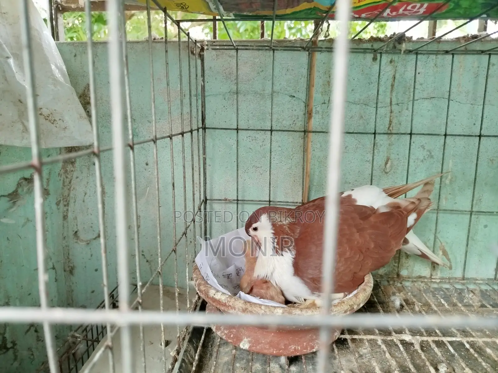 Shirazi (Lahori Pigeon)