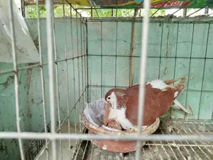 Shirazi (Lahori Pigeon)