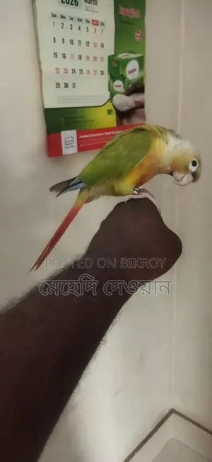 Talking Pineapple Conure