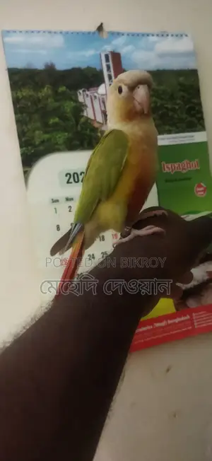Talking Pineapple Conure