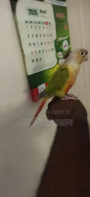 Talking Pineapple Conure