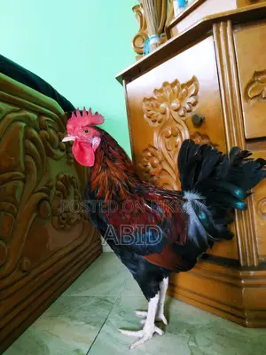 Pure Desi Chicken