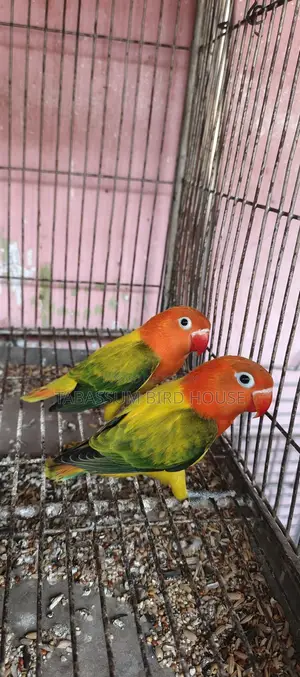 লাভ বার্ড