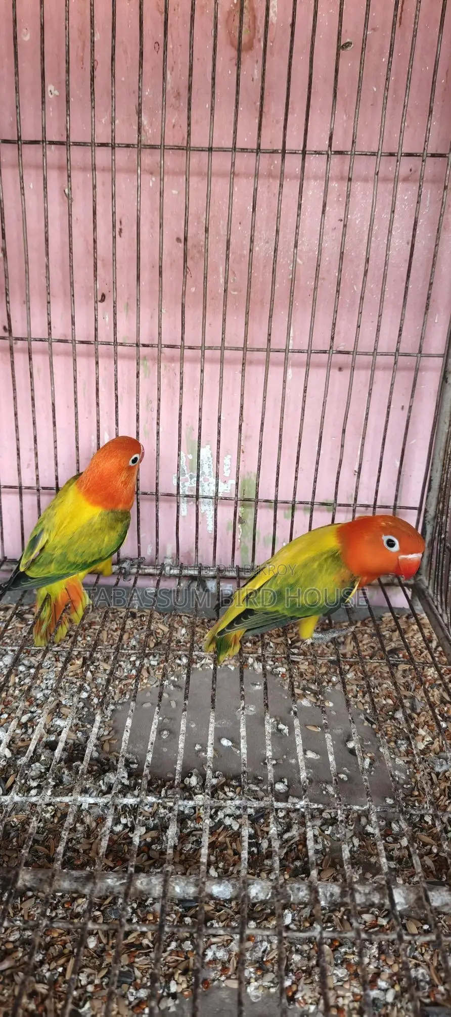 লাভ বার্ড