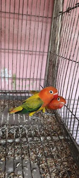 লাভ বার্ড