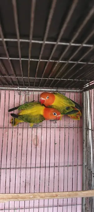 লাভ বার্ড