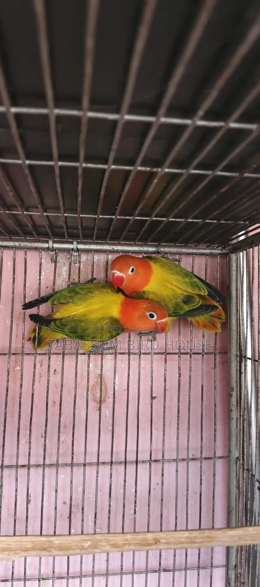 লাভ বার্ড