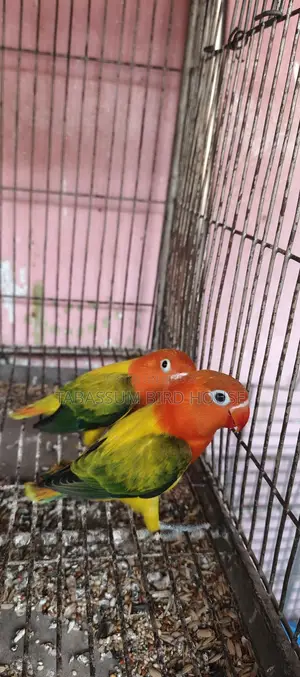লাভ বার্ড