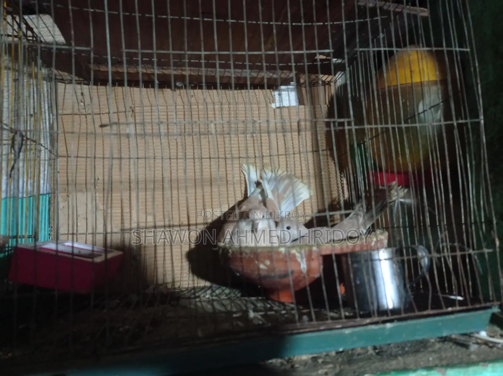 Two Dove Birds