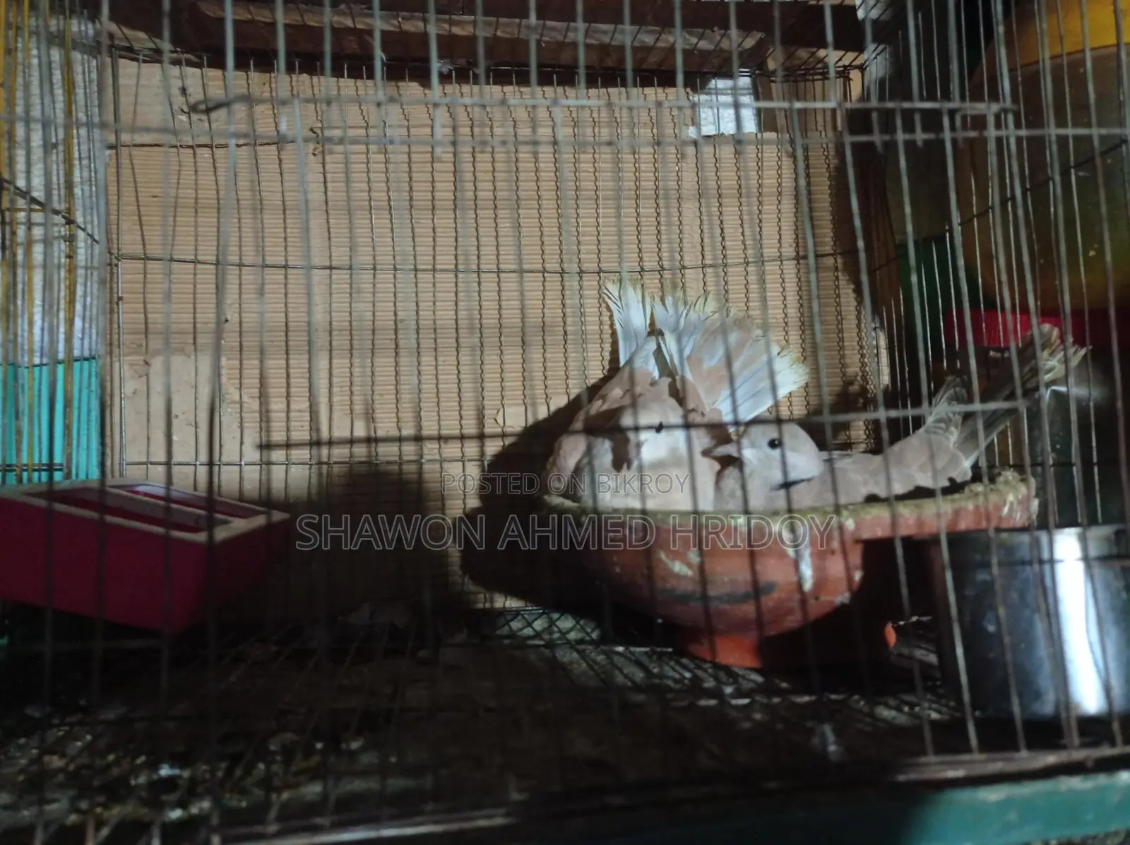 Two Dove Birds