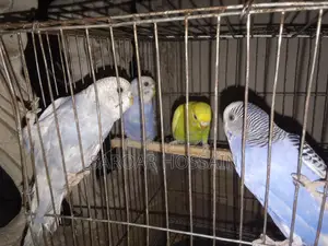 বাজিগর পাখি বিক্রয় করা হবে।