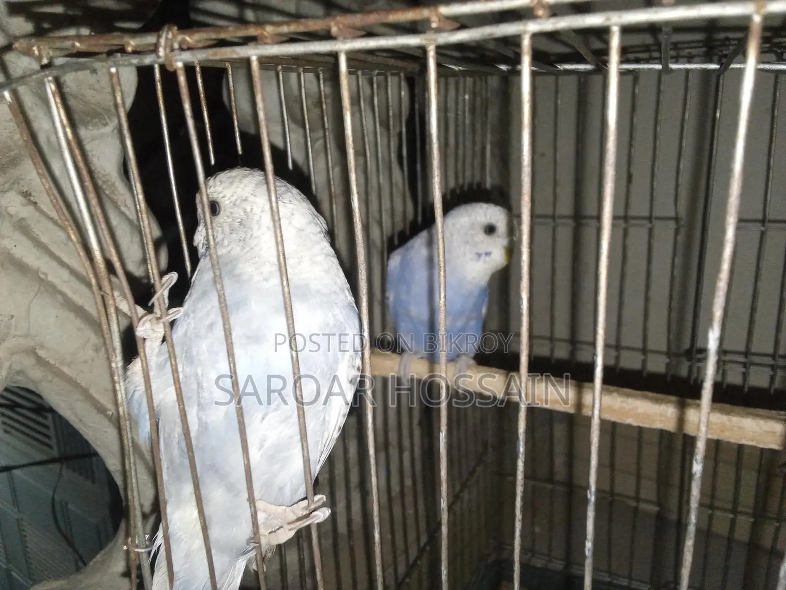 বাজিগর পাখি বিক্রয় করা হবে।