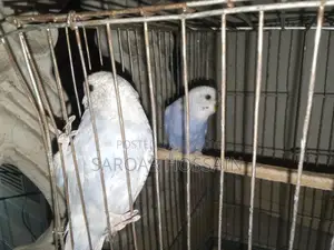 বাজিগর পাখি বিক্রয় করা হবে।