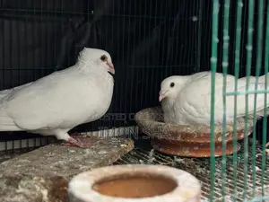 Homer Pair