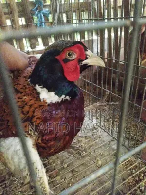 রানিং রিংনেক ফিছেন্ট মেল