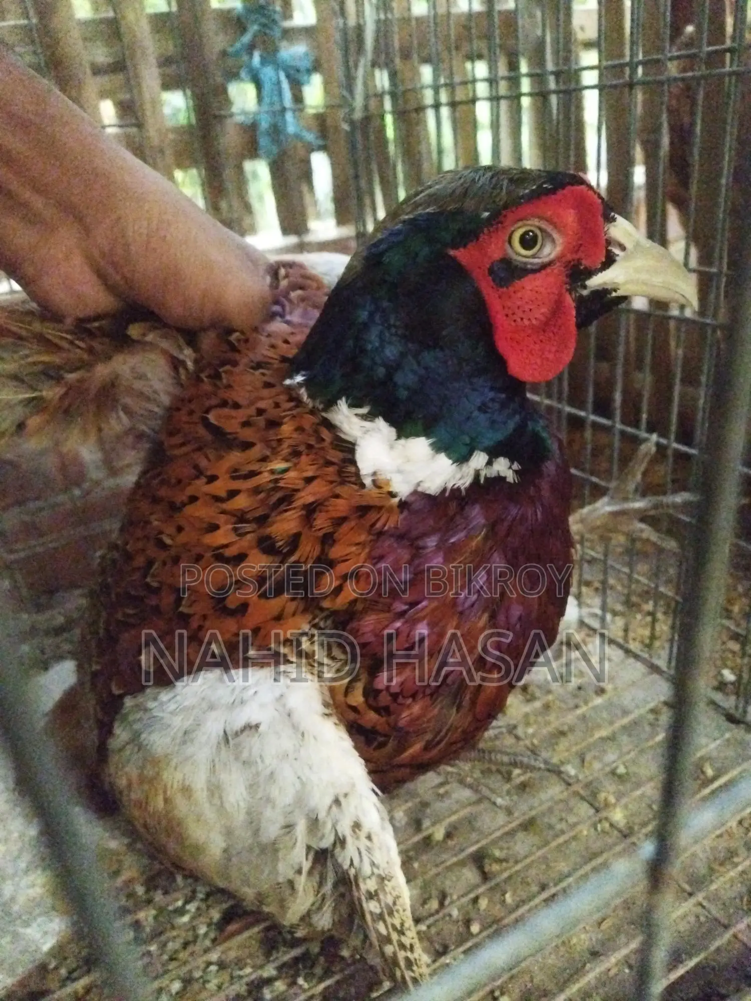 রানিং রিংনেক ফিছেন্ট মেল