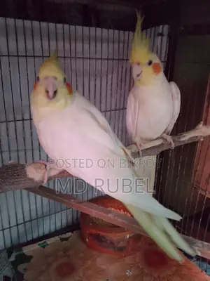 ককাটেল পাখি বিক্রি