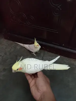 ককাটেল পাখি বিক্রি