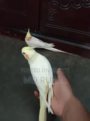 ককাটেল পাখি বিক্রি